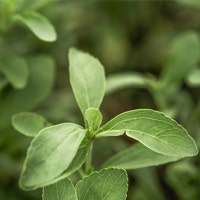 什么是甜菊糖？
