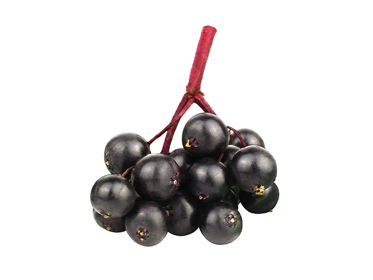 Elderberry