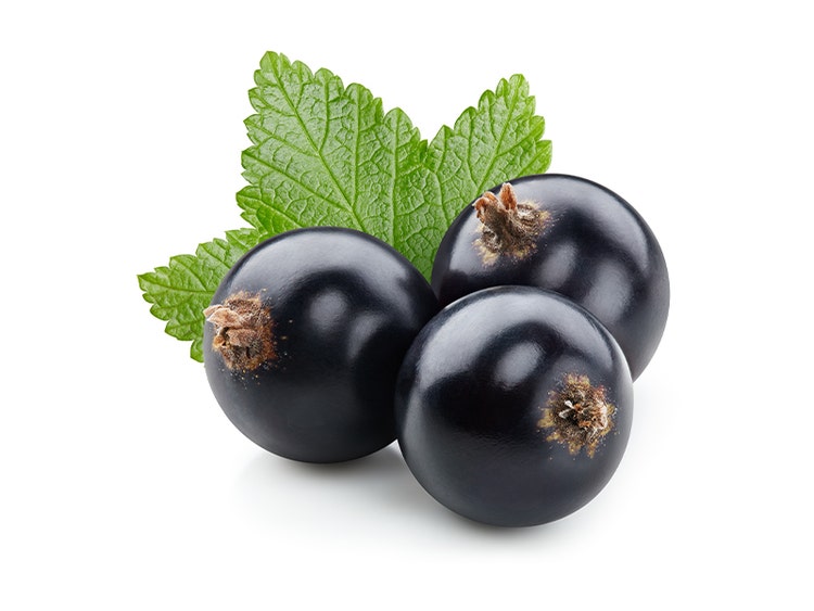 Black Currant